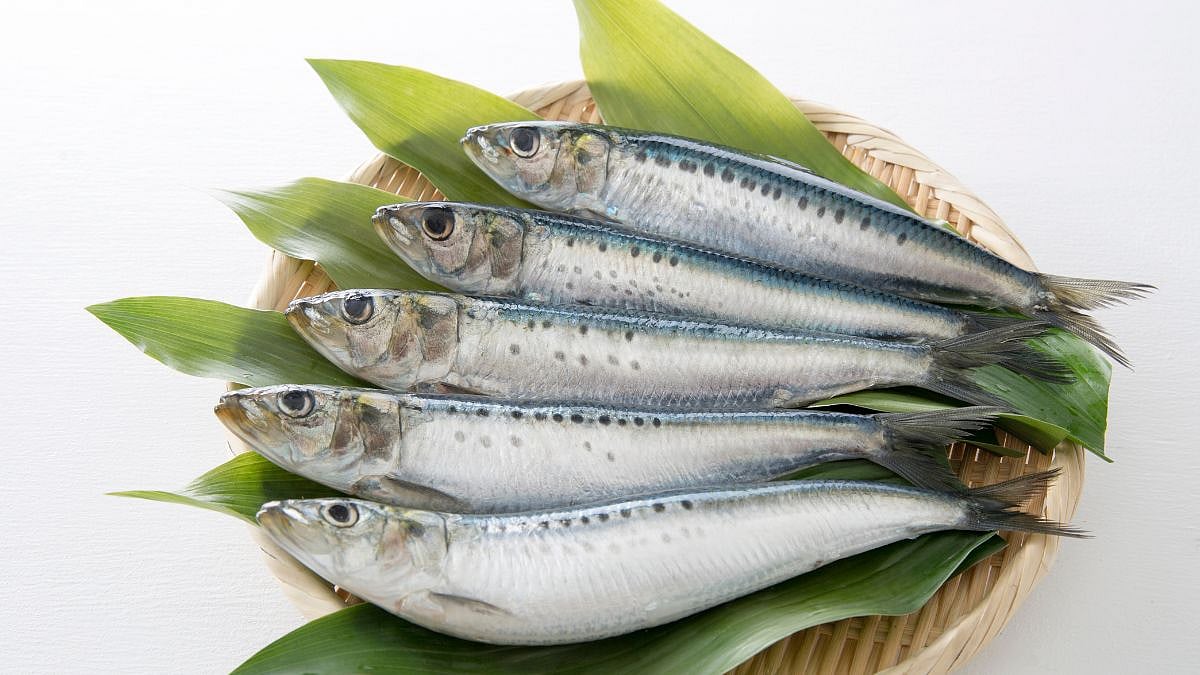 Sardines